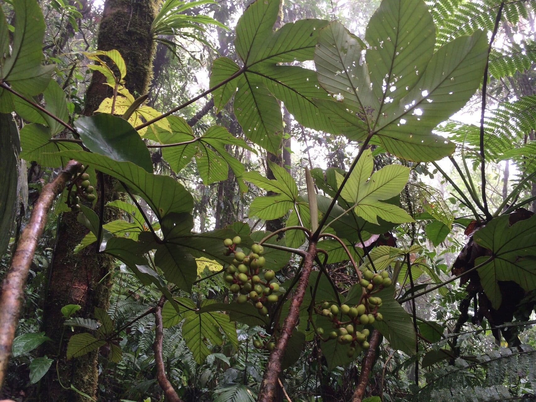 Pourouma bicolor 6