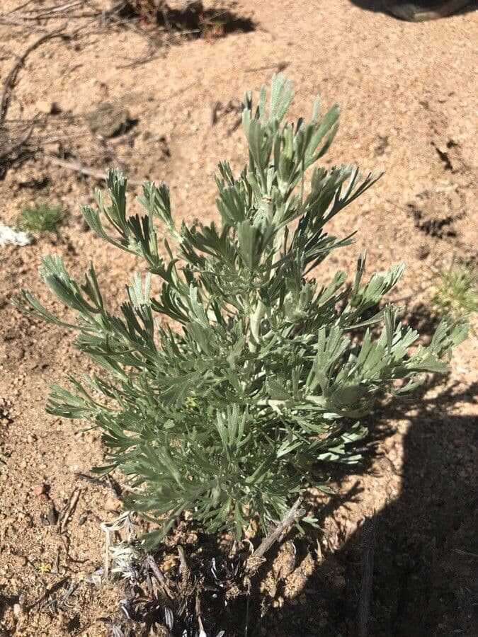 Artemisia tridentata 11