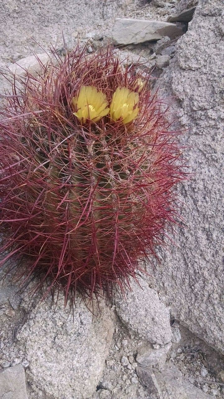Cactus barile di Leconte 9
