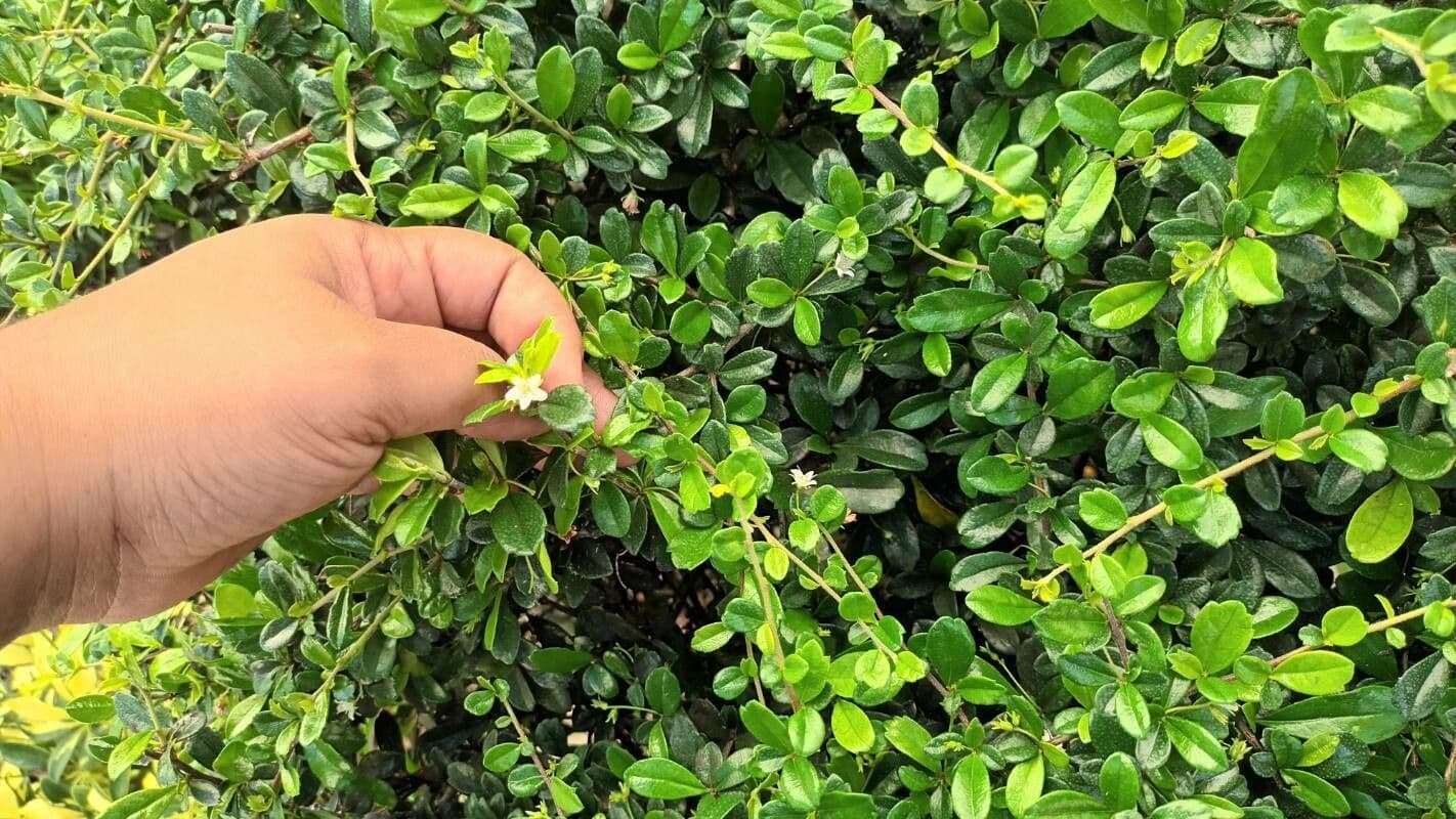 Randia Aculeata 16