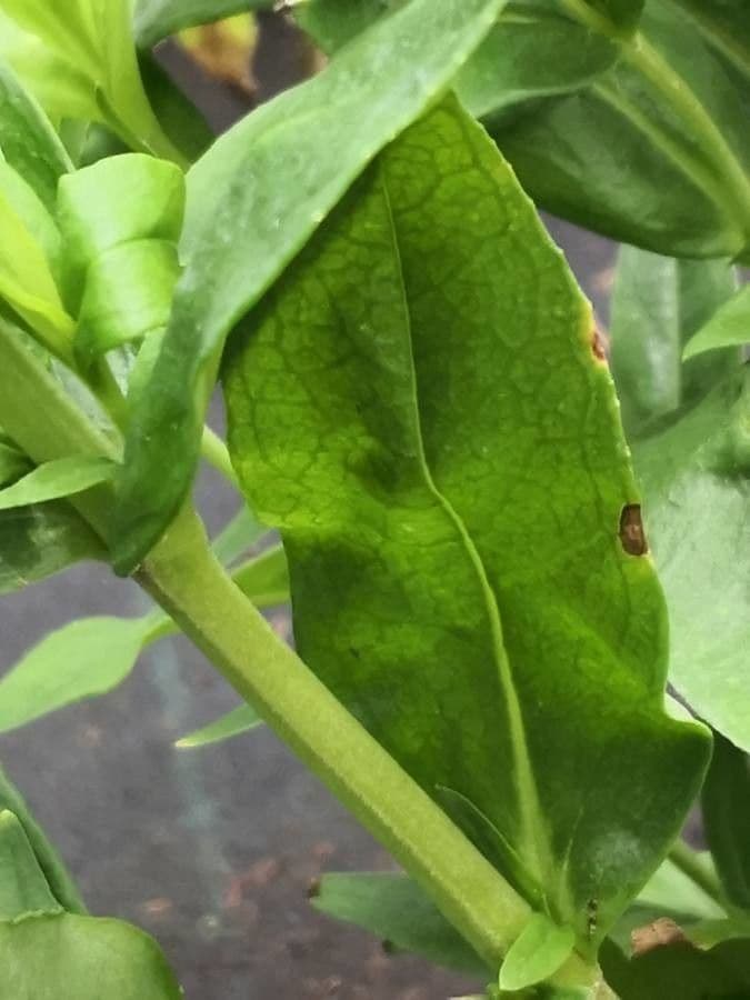 Penstemon di Hartweg 15