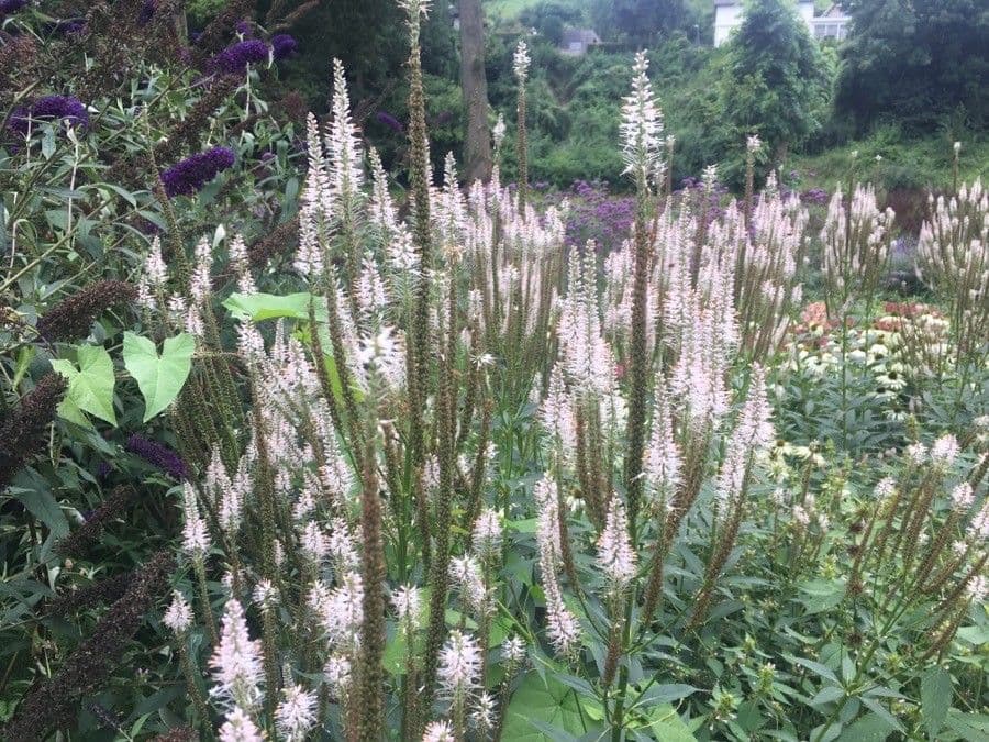 Veronica virginica 7