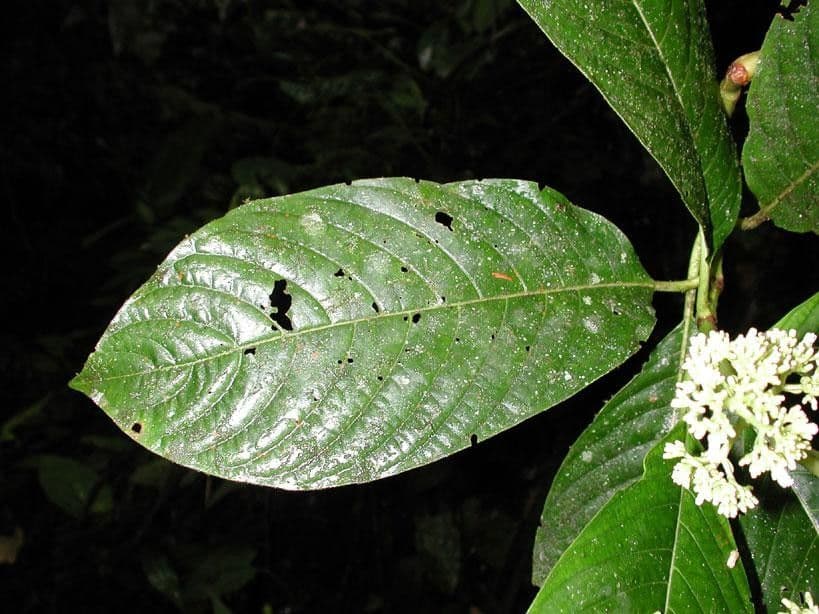 Palicourea 14