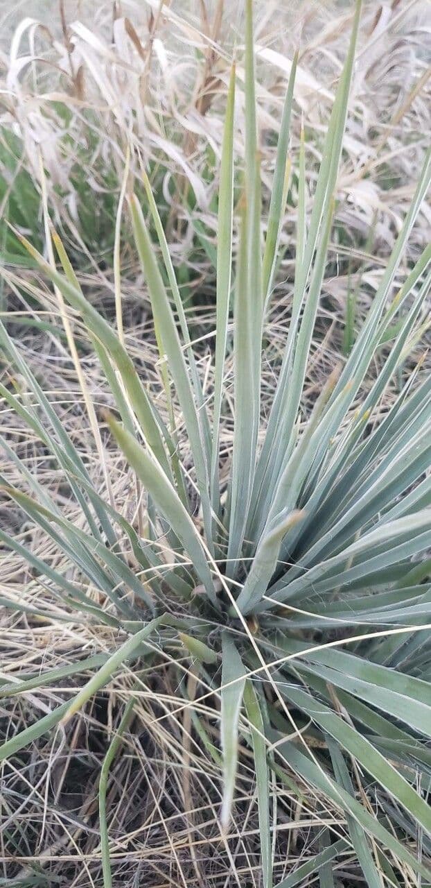 Brazos-Fluss-Yucca 12