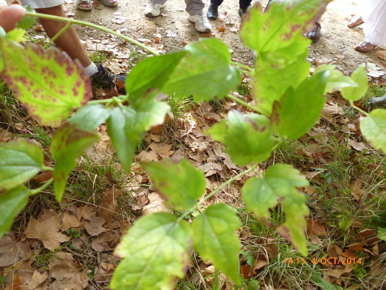 Clematítide 27