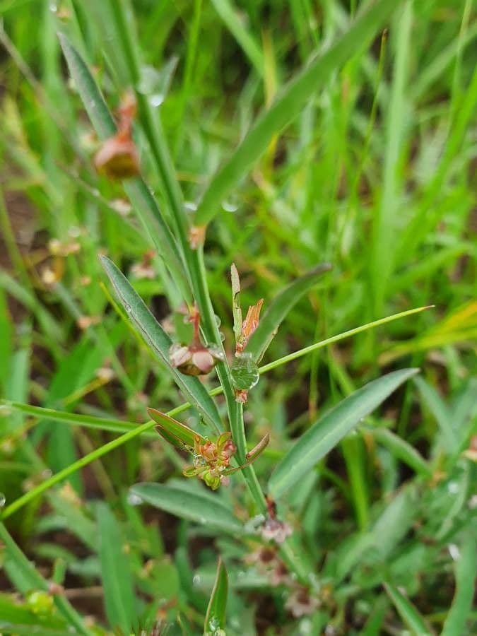 Phyllanthus 2