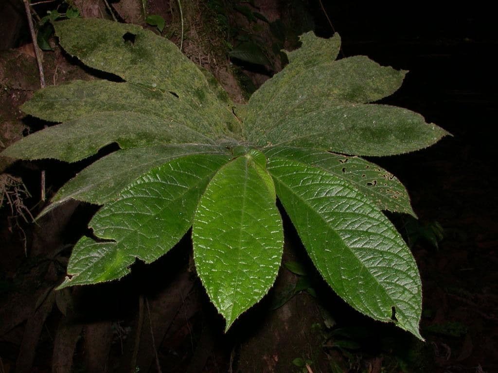 Columnea 12