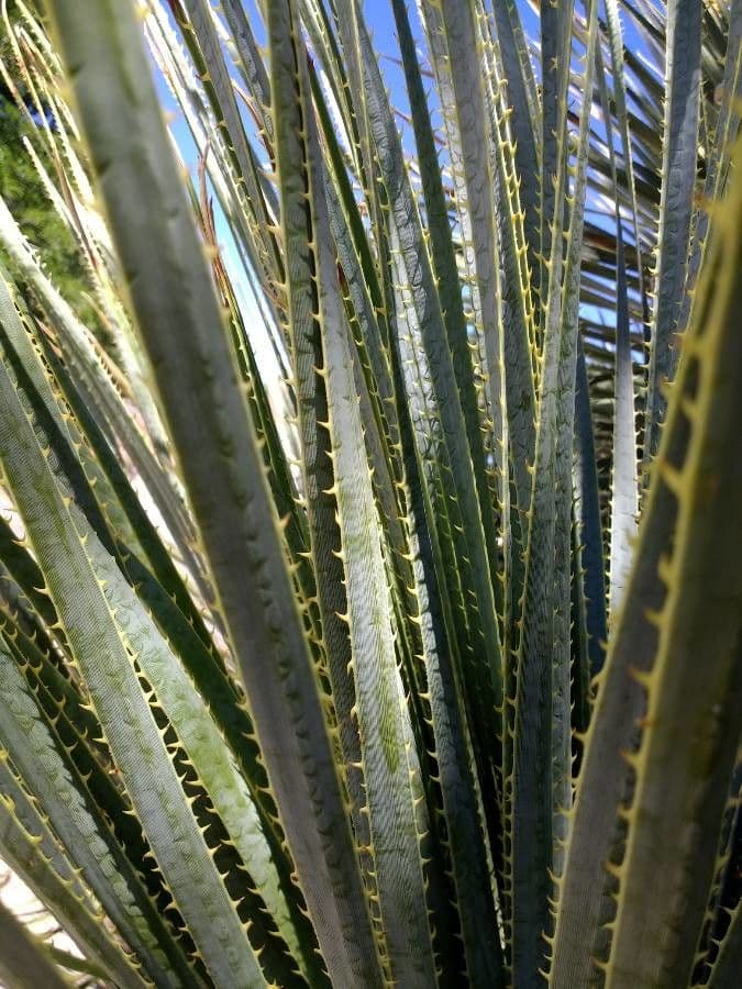 Utah-Agave 17