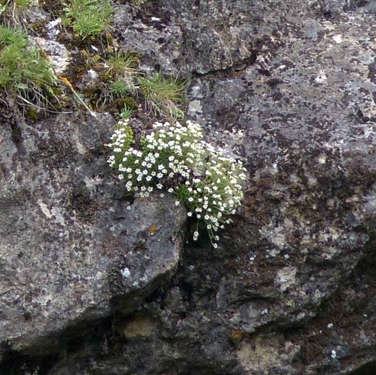 Skalnica 3