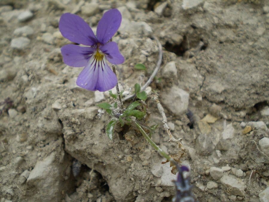Viola aspra 7