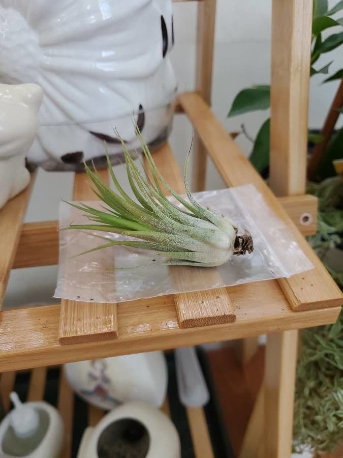 Tillandsia ionantha 9