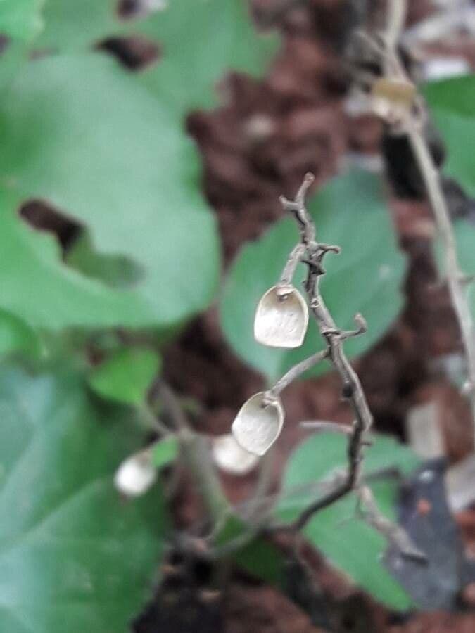 Scutellaria 4