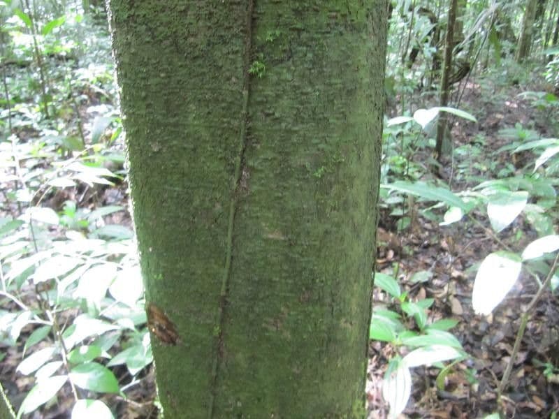 Eperua 5