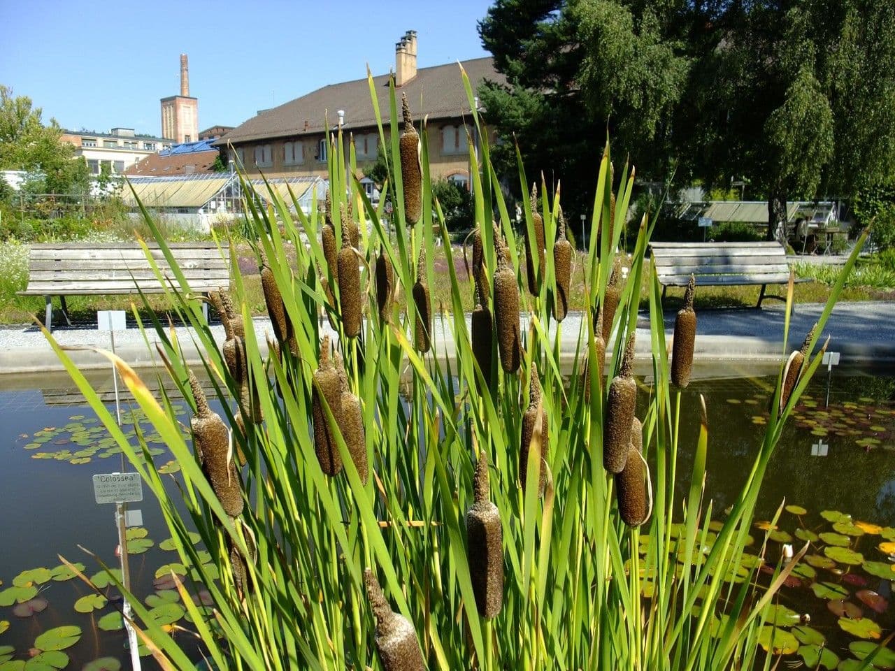 Typha shuttleworthii 5