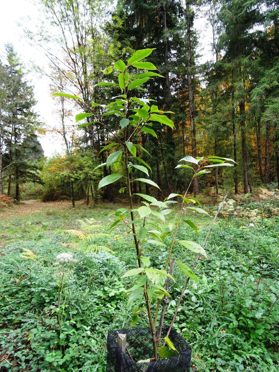 Quercia acuta 5