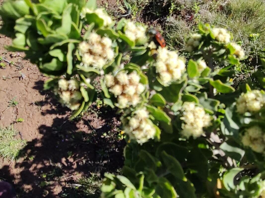 Baccharis 3