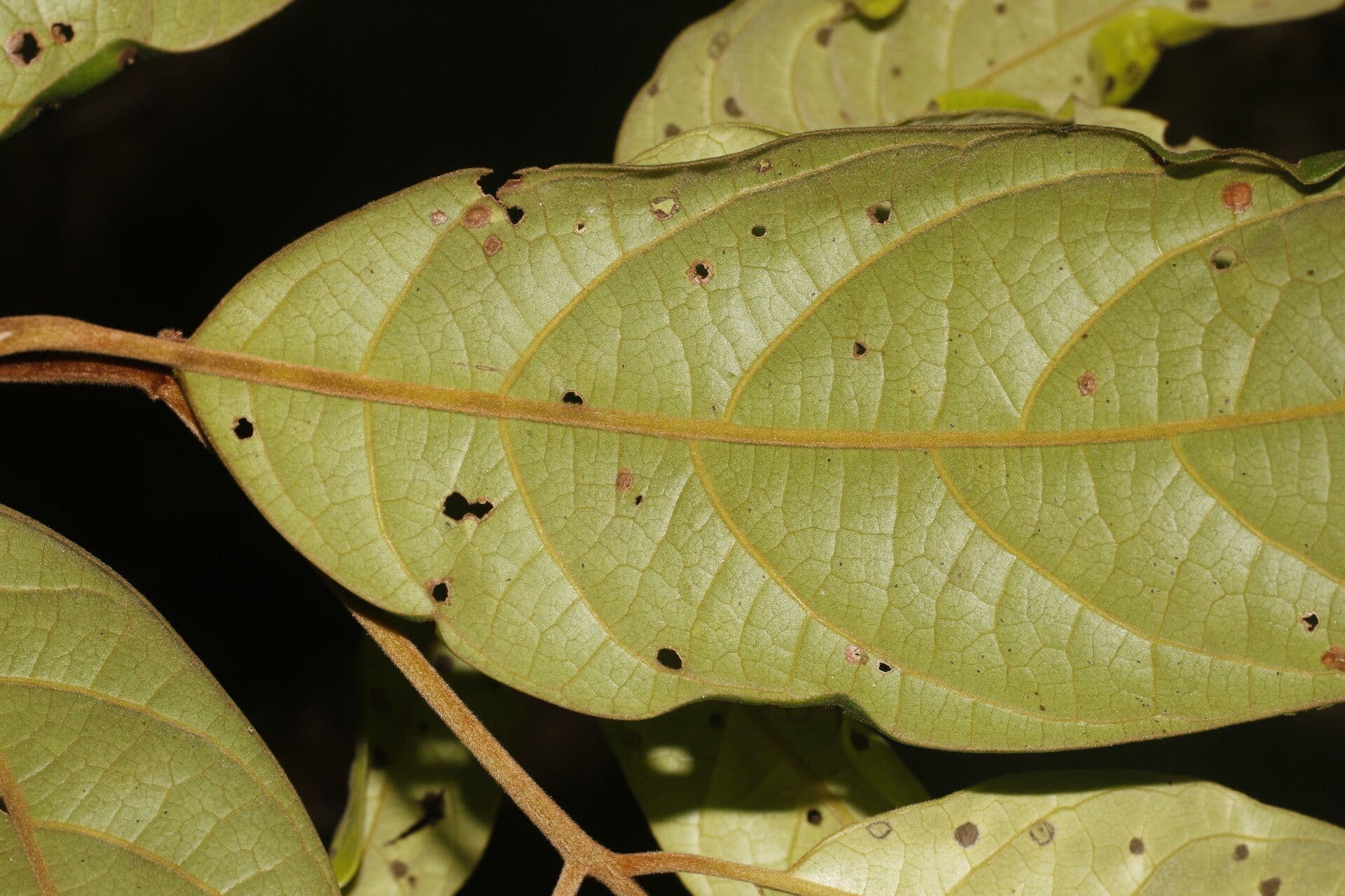 Ocotea 2