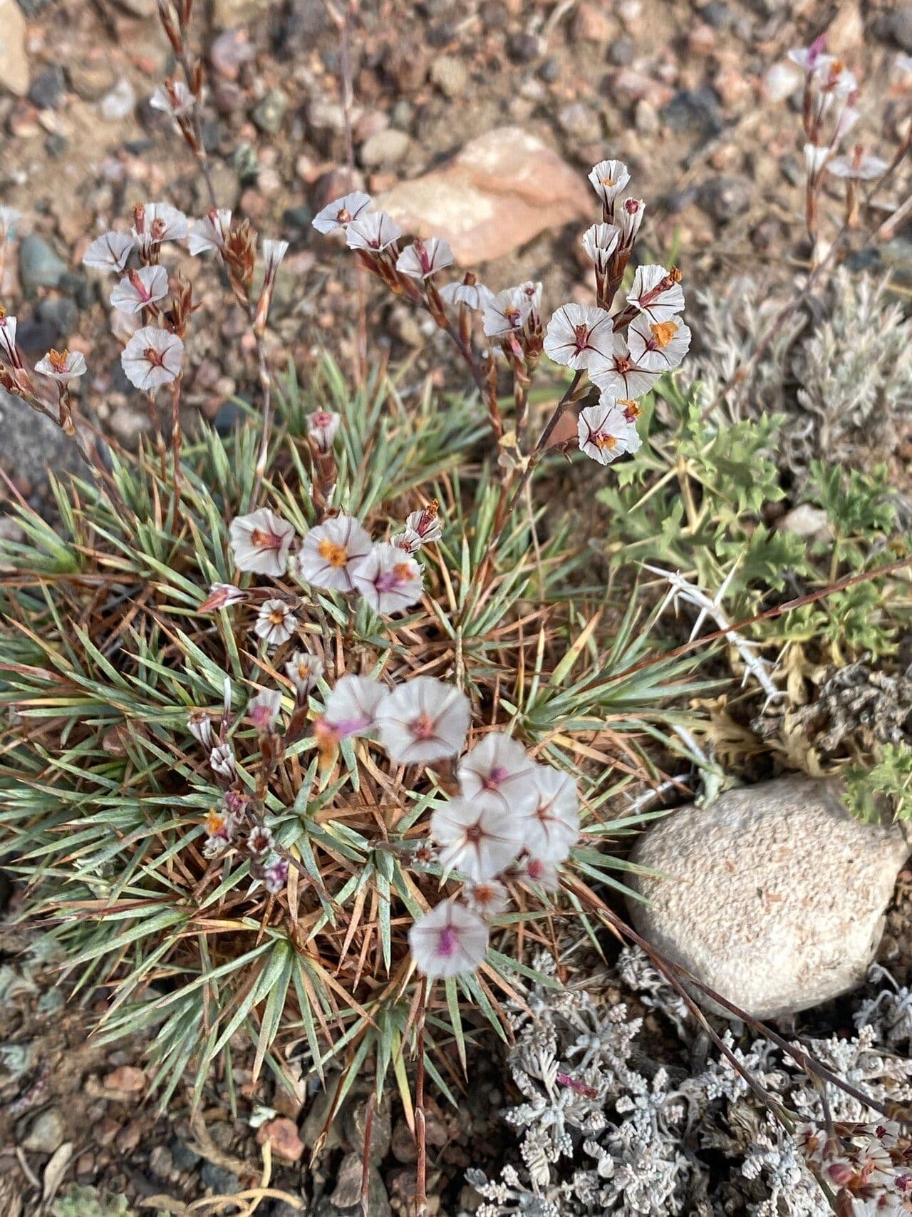 Acantholimon 3