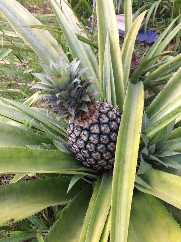 Ananas 4