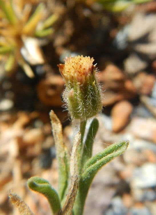 Fleabane