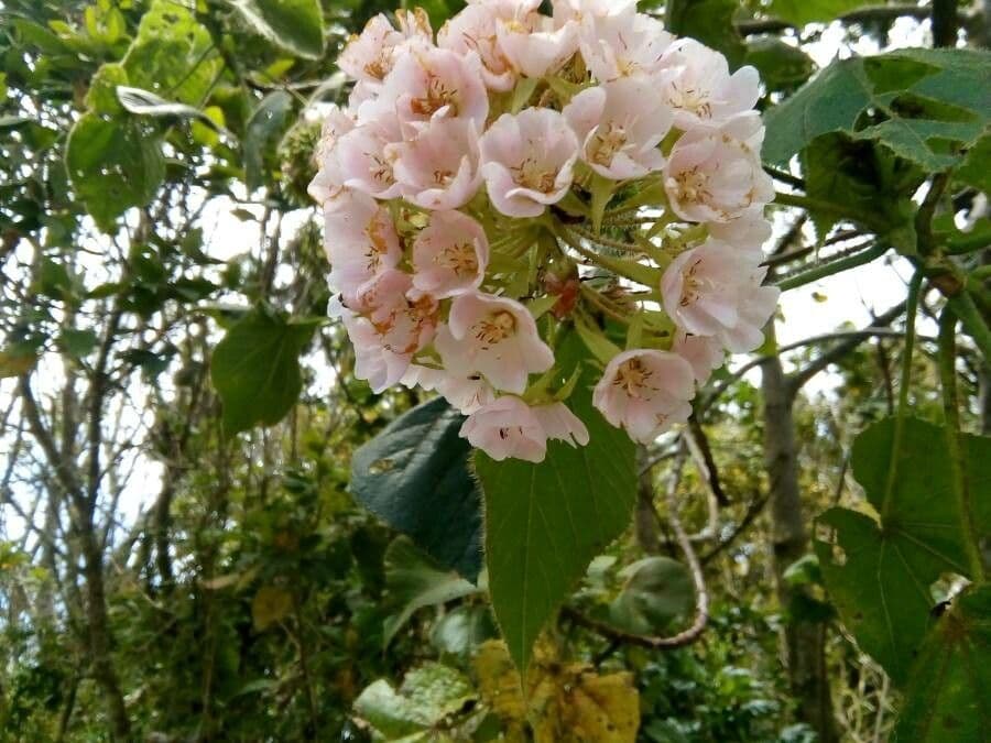 Dombeya 6