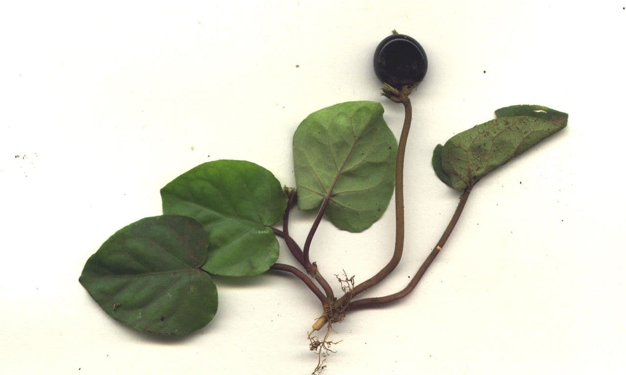Geophila 12