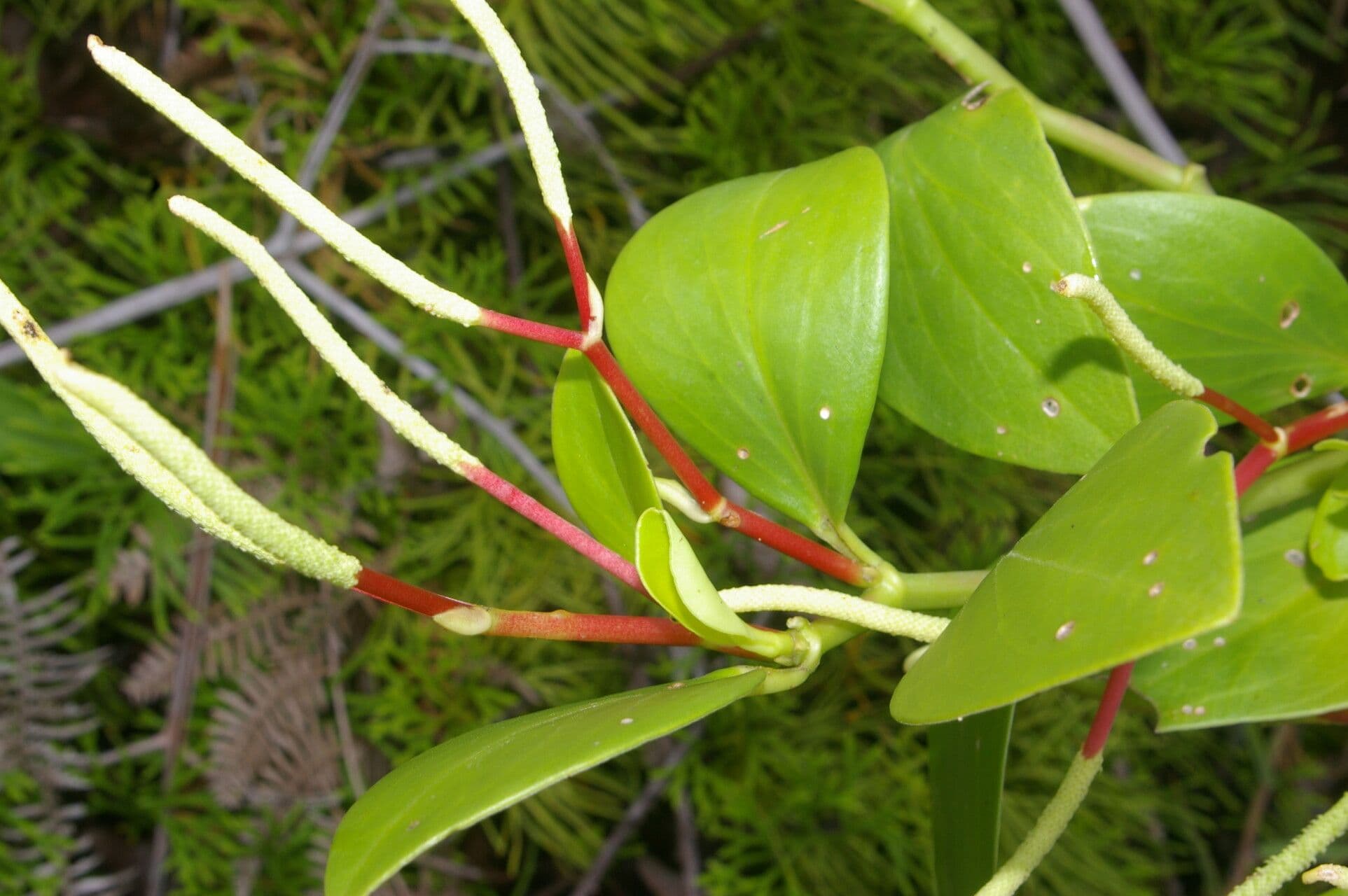 Pseudoalpine Zwergpfeffer 5