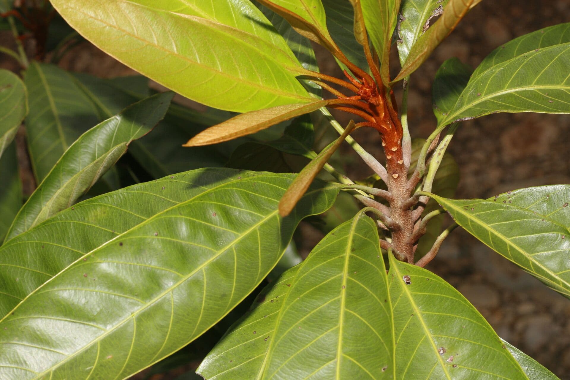 Chrysophyllum 6