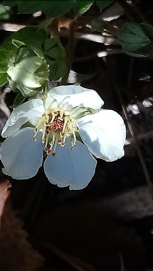 Strawberryleaf cinquefoil 9