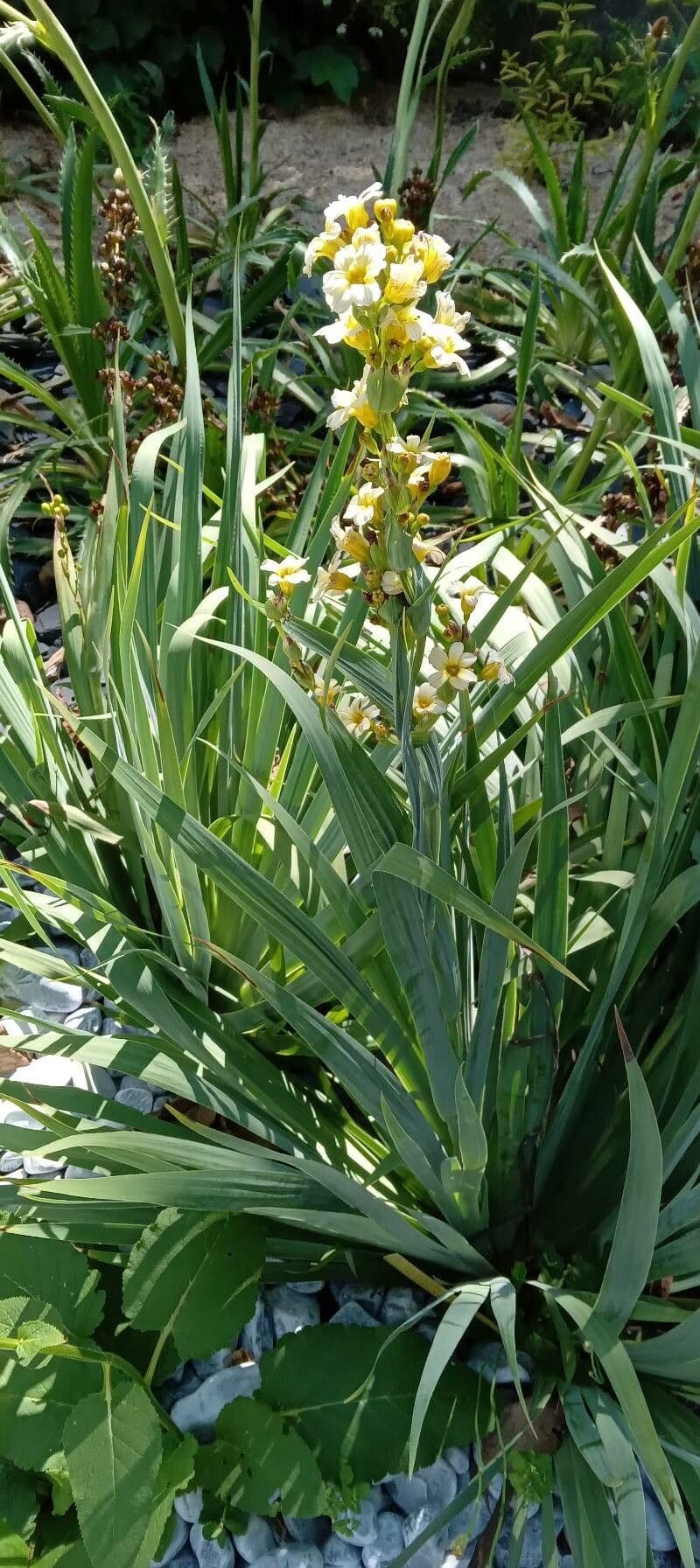 Sisyrinchium striato 14