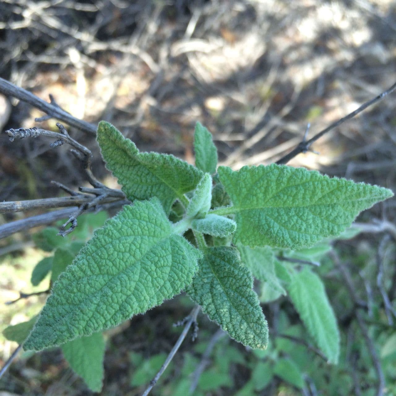 Salvia brocca 12