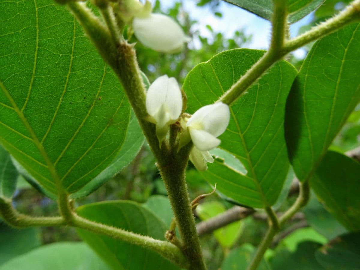 Dendrolóbium 7