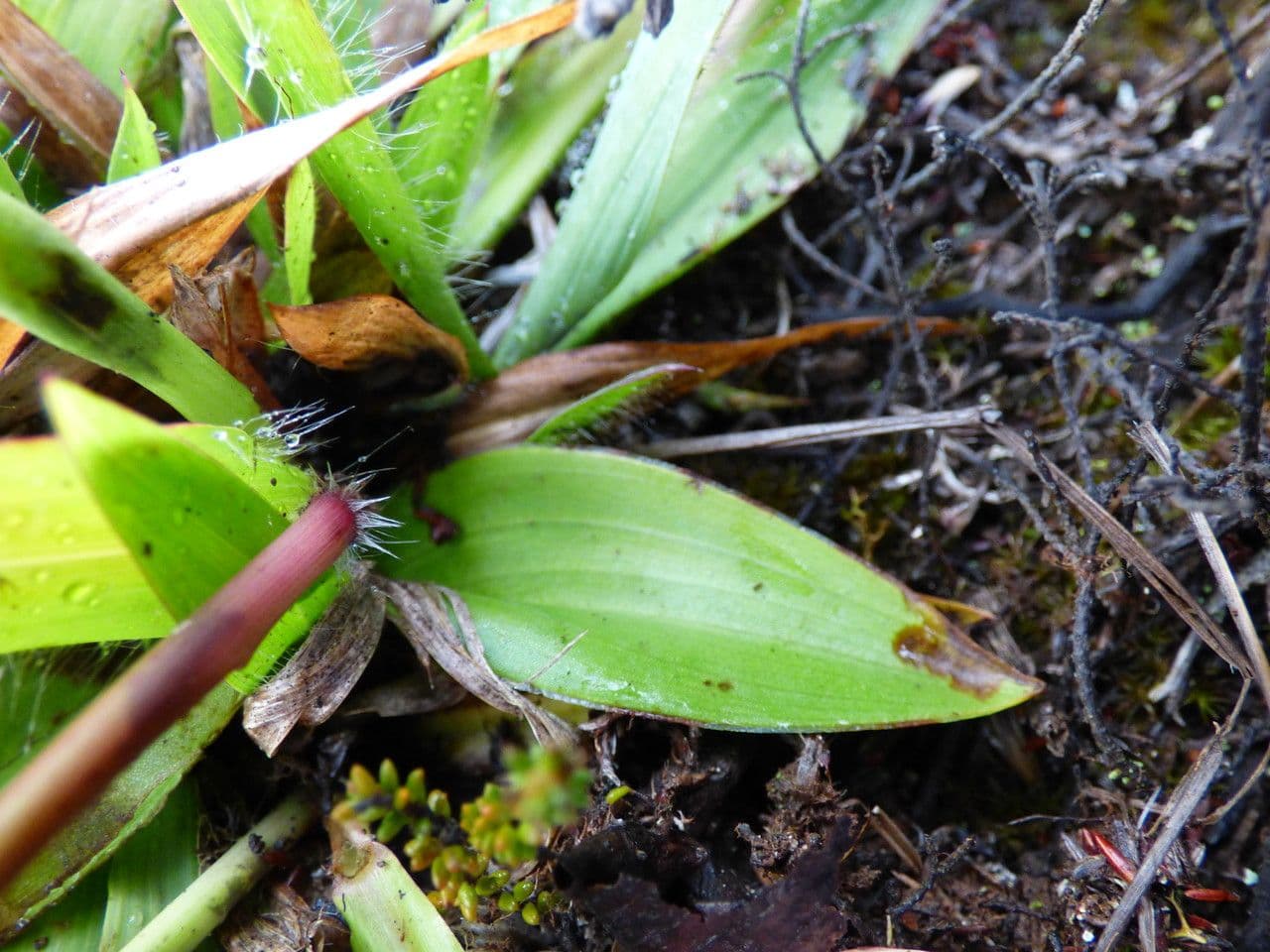 Satyrium 13