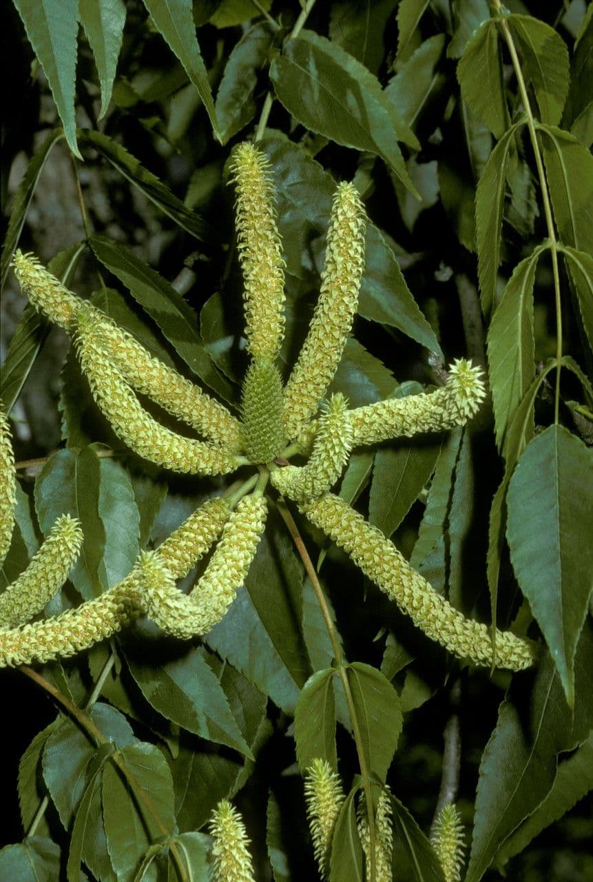 Platycarya strobilacea 8