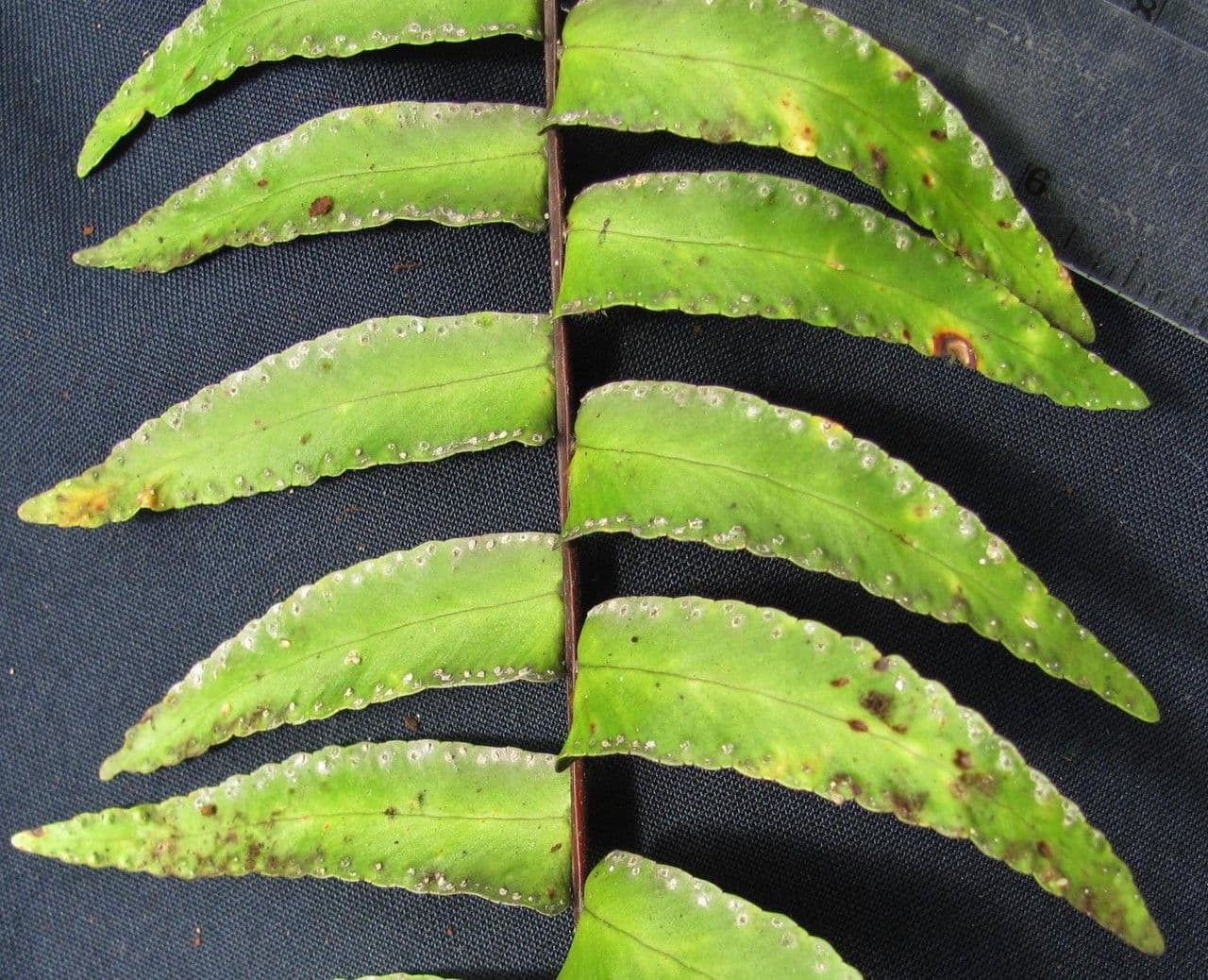 Nephrolepis 5