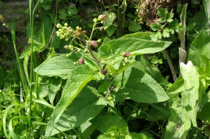 Escrofularia 28