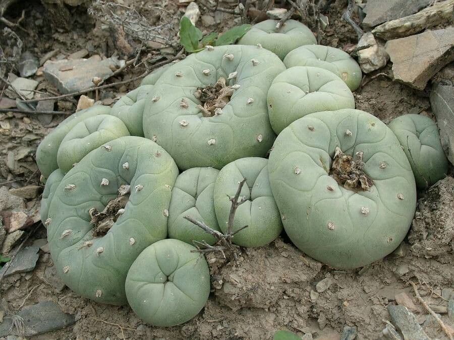 Peyote 5