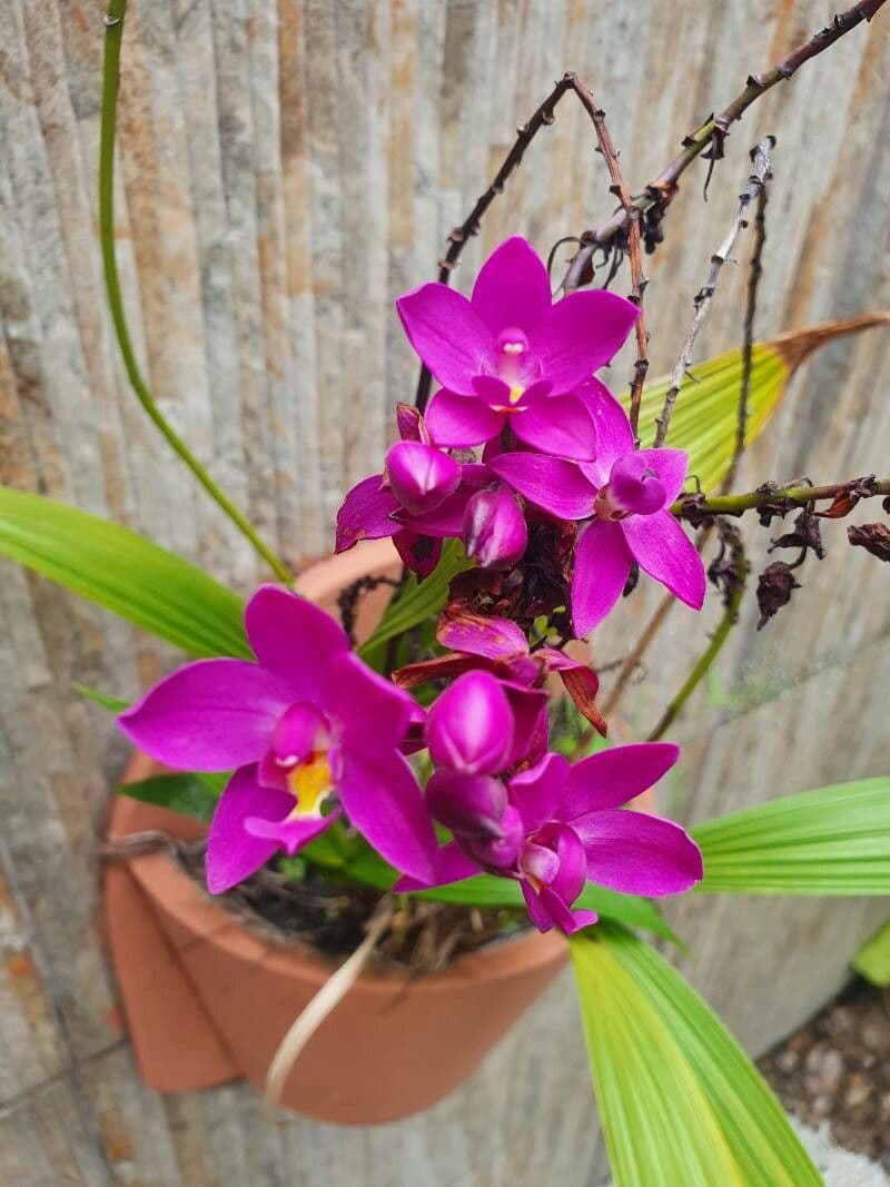Spathoglottis plicata 29
