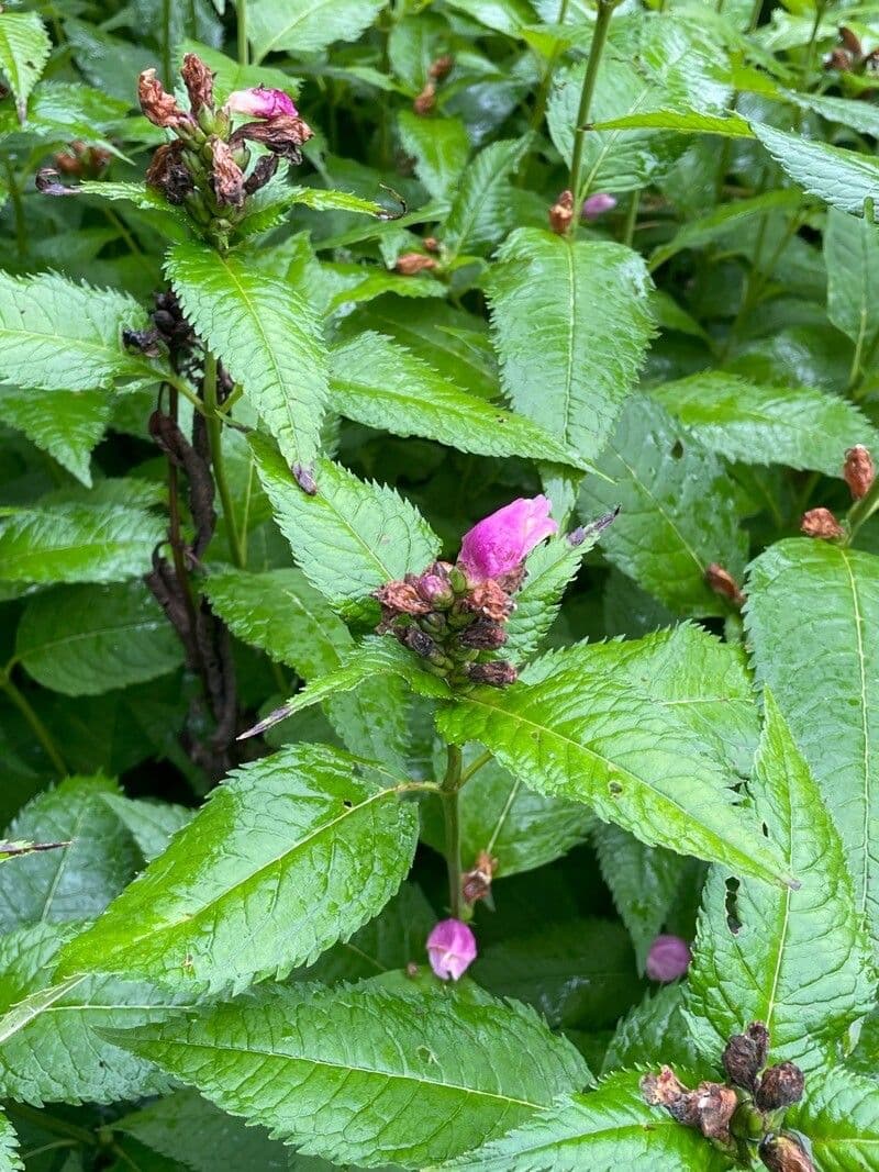 Chelone 14