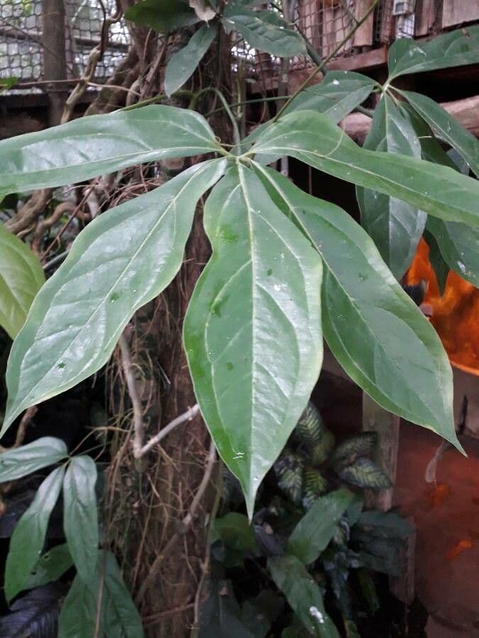 Anthurium 8