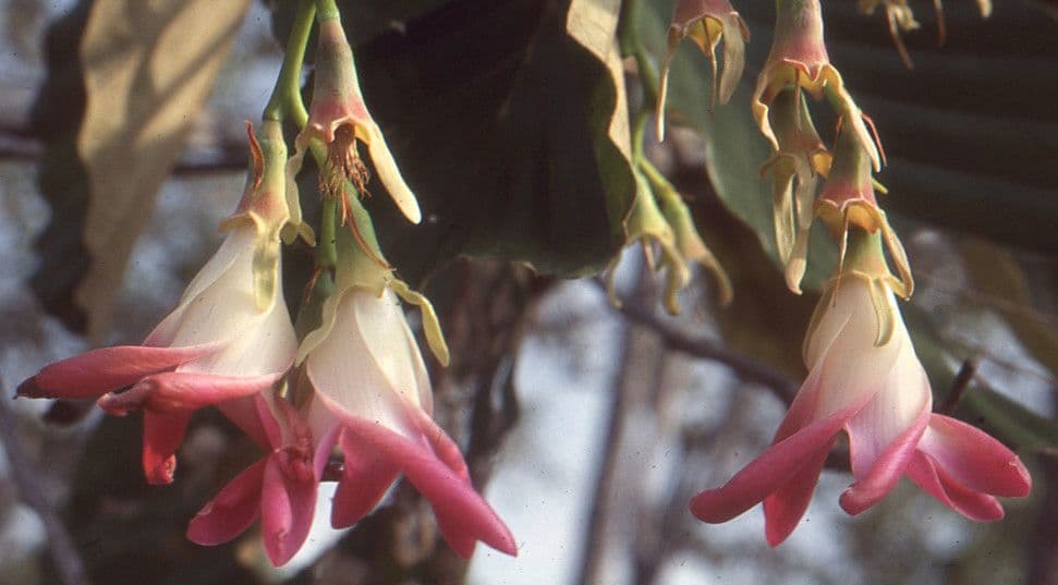 Dipterocarpus 4