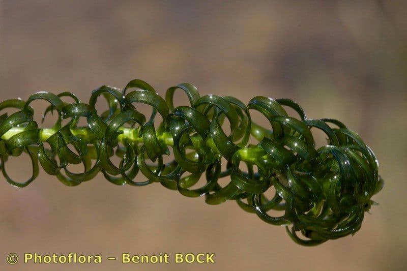 Elodea del Capo