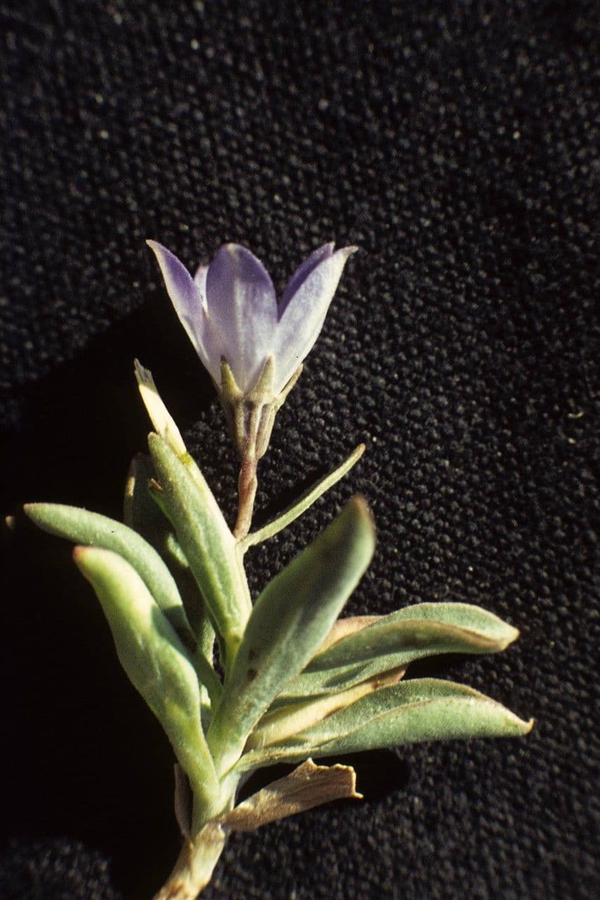 Campanula 3