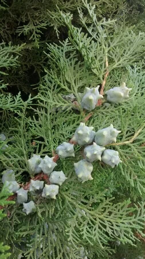 Arborvitae oriental 4