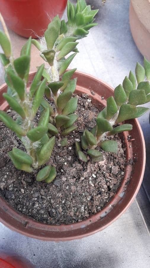 Anacampseros 5