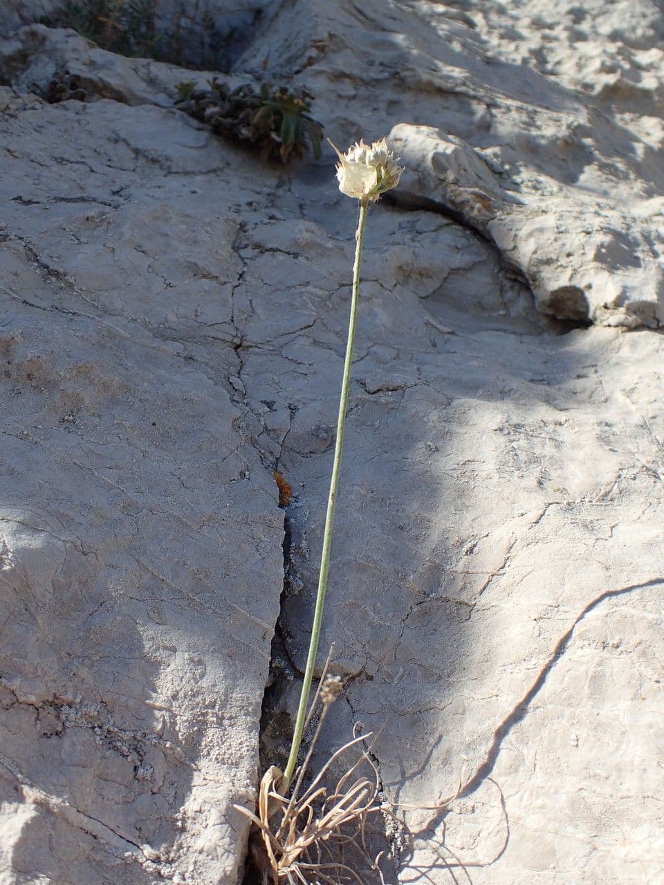 Aglio 12