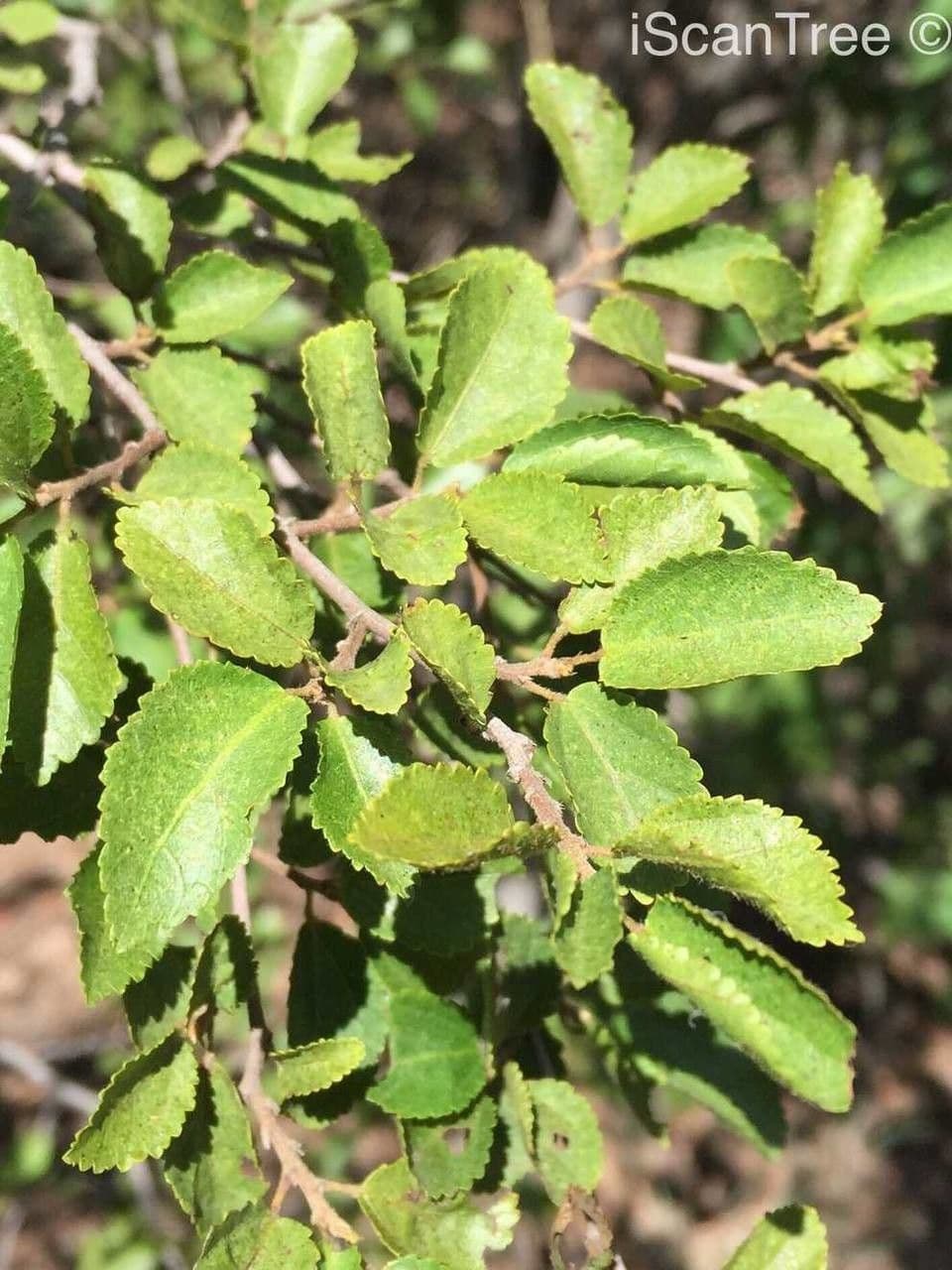 Grewia occidental 18