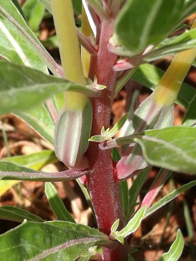 Pachnotka Hookera 18