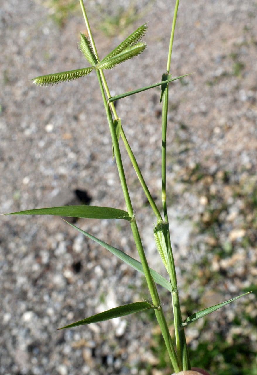 Gramigna egiziana 11