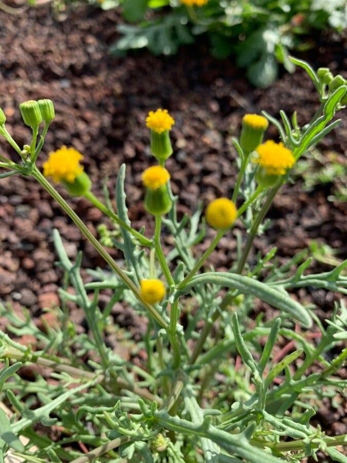 Senecio 8